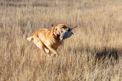 November 17, 2024 NAGDA Trials Goodland, KS